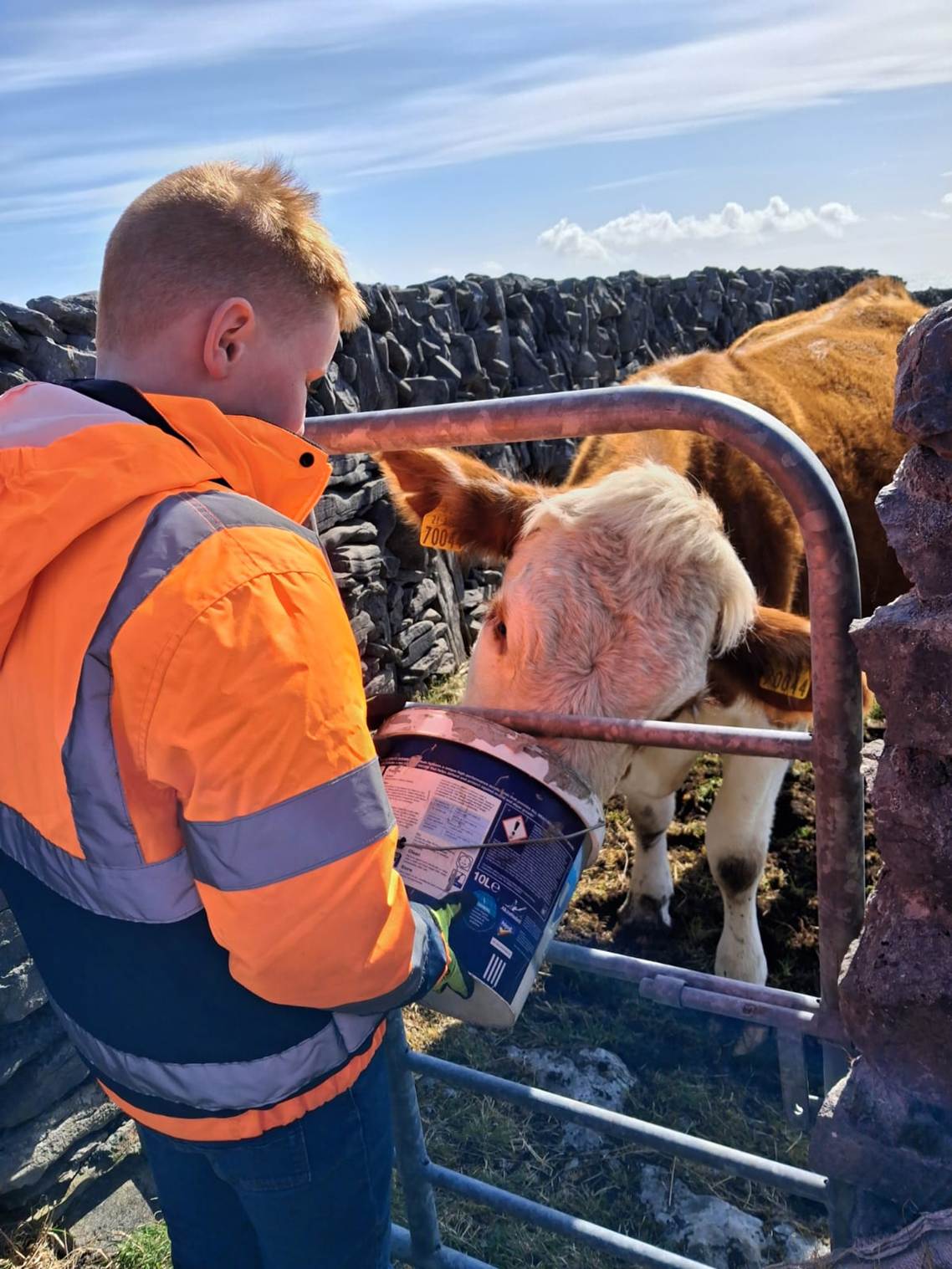 A person feeding a cowAI-generated content may be incorrect.